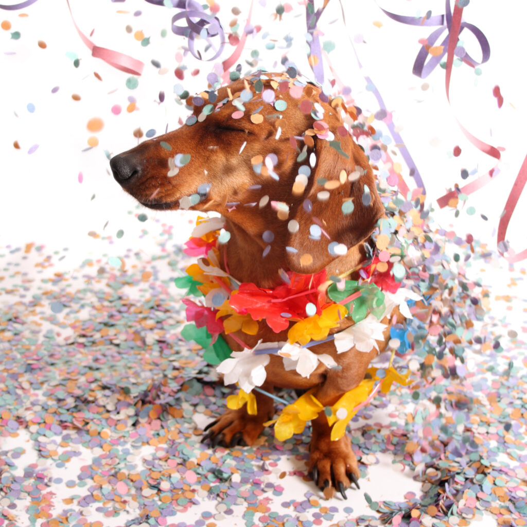 Dachshund at Carnival salon with confetti falling on its head.